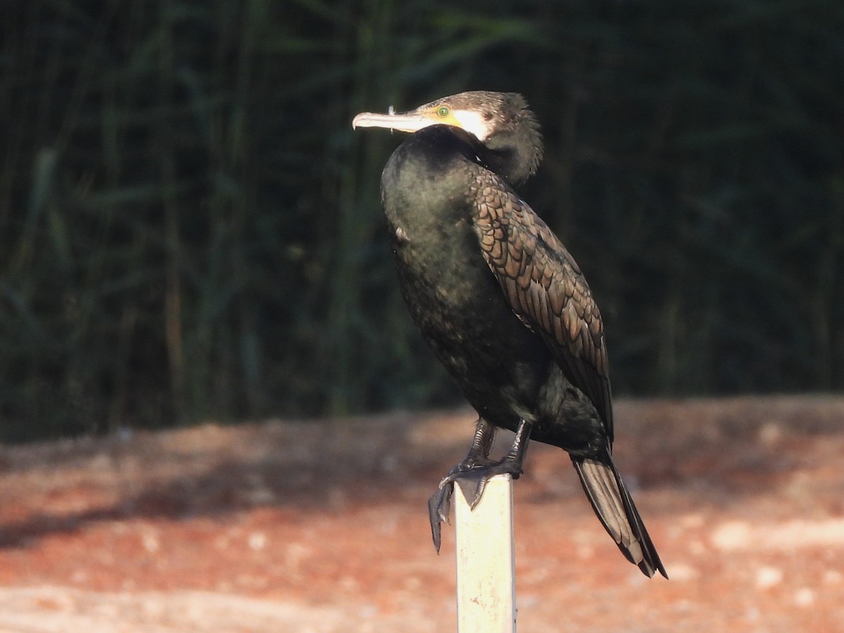 kormorán velký (ssp. sinensis/hanedae) - ML647069718