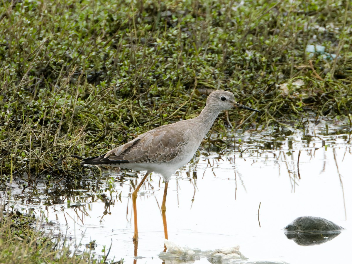 小黃腳鷸 - ML647069719