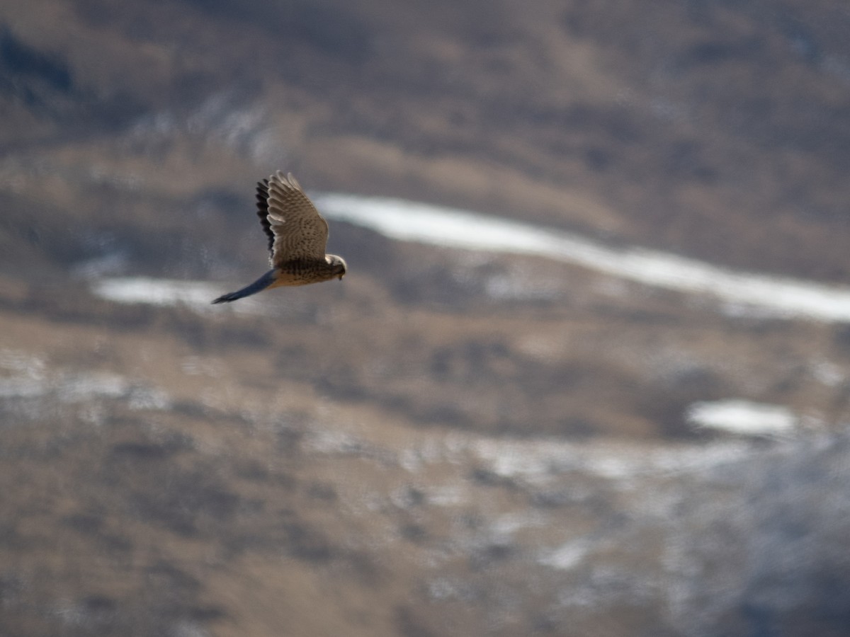 בז מצוי - ML647069726