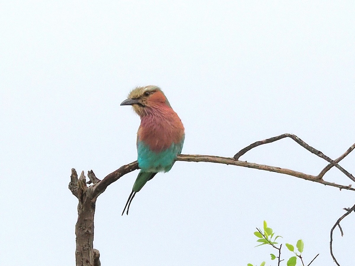 Lilac-breasted Roller - ML647069727
