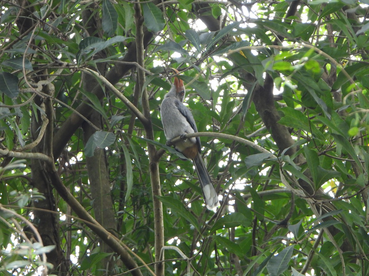 Malabar Gray Hornbill - ML647069729