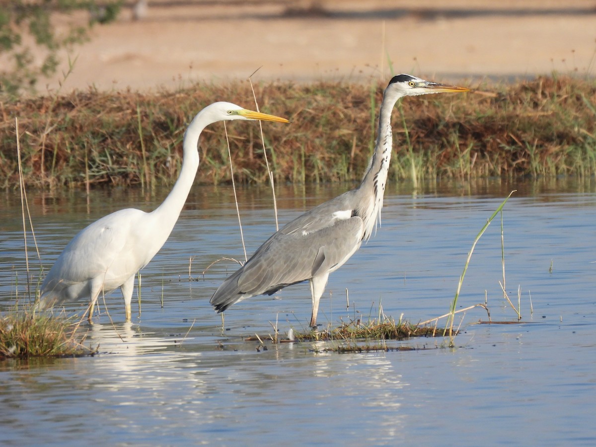 Gray Heron (Gray) - ML647069730
