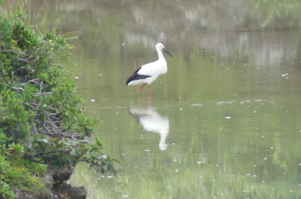 Schwarzschnabelstorch - ML647069733