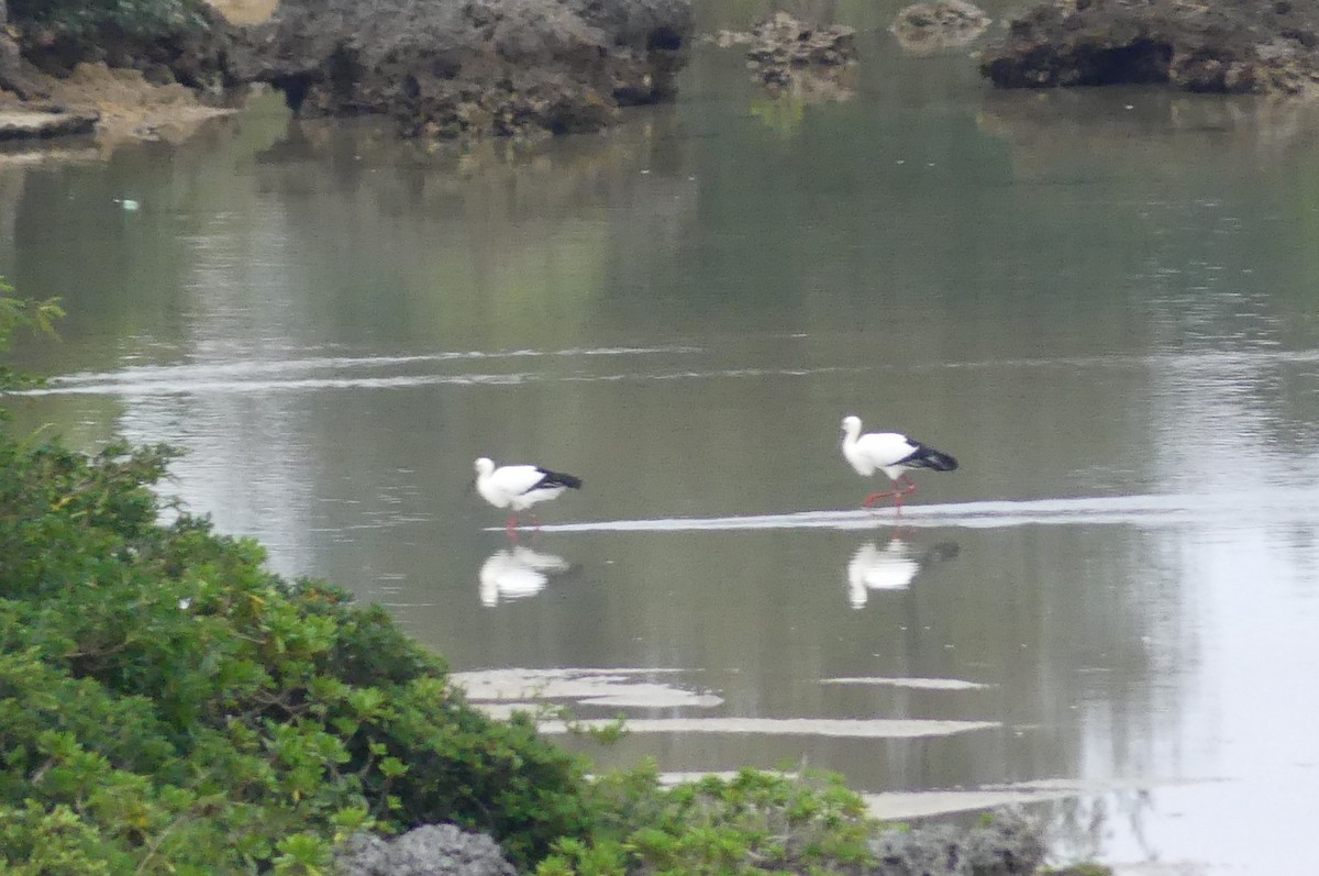 Schwarzschnabelstorch - ML647069734