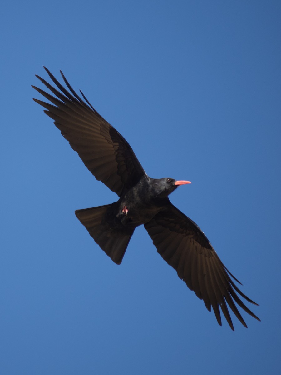 Red-billed Chough - ML647069736