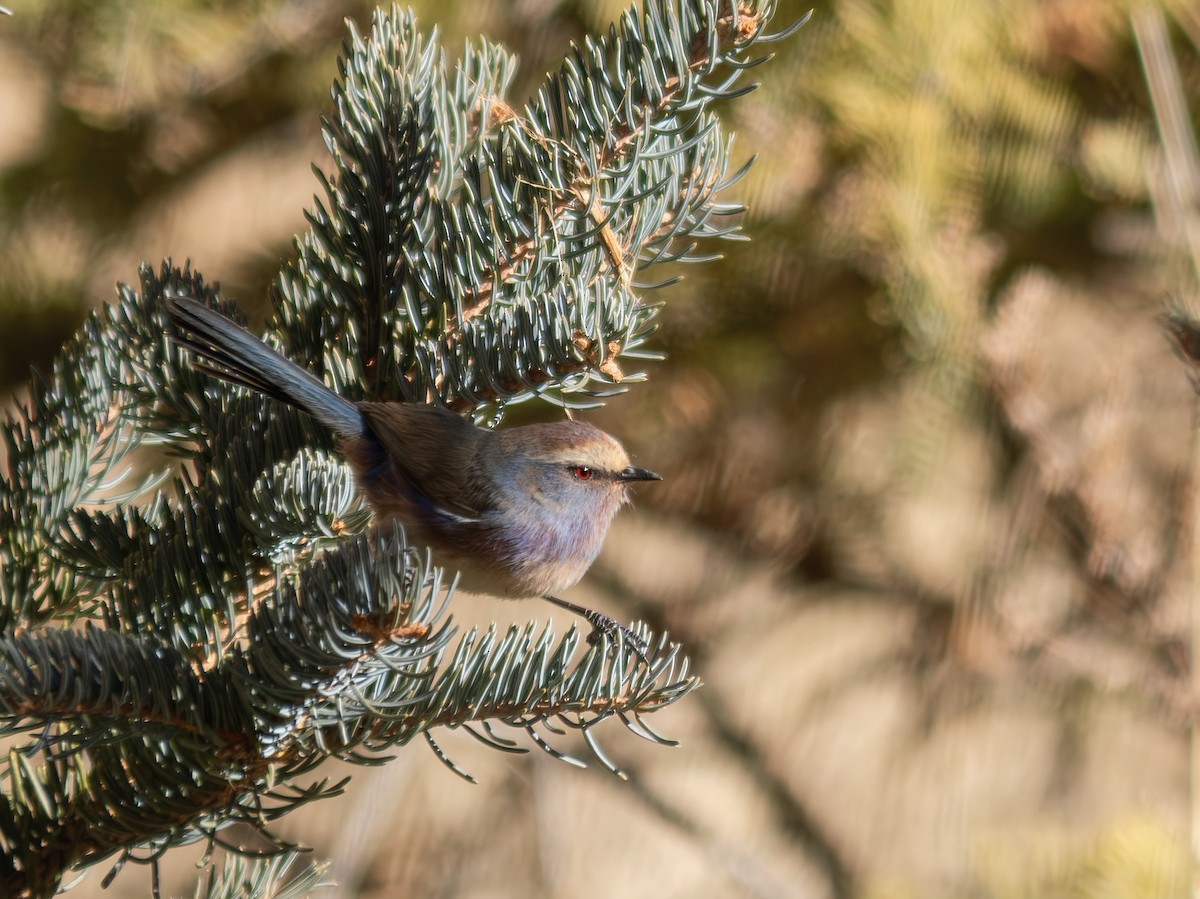 White-browed Tit-Warbler - ML647069738