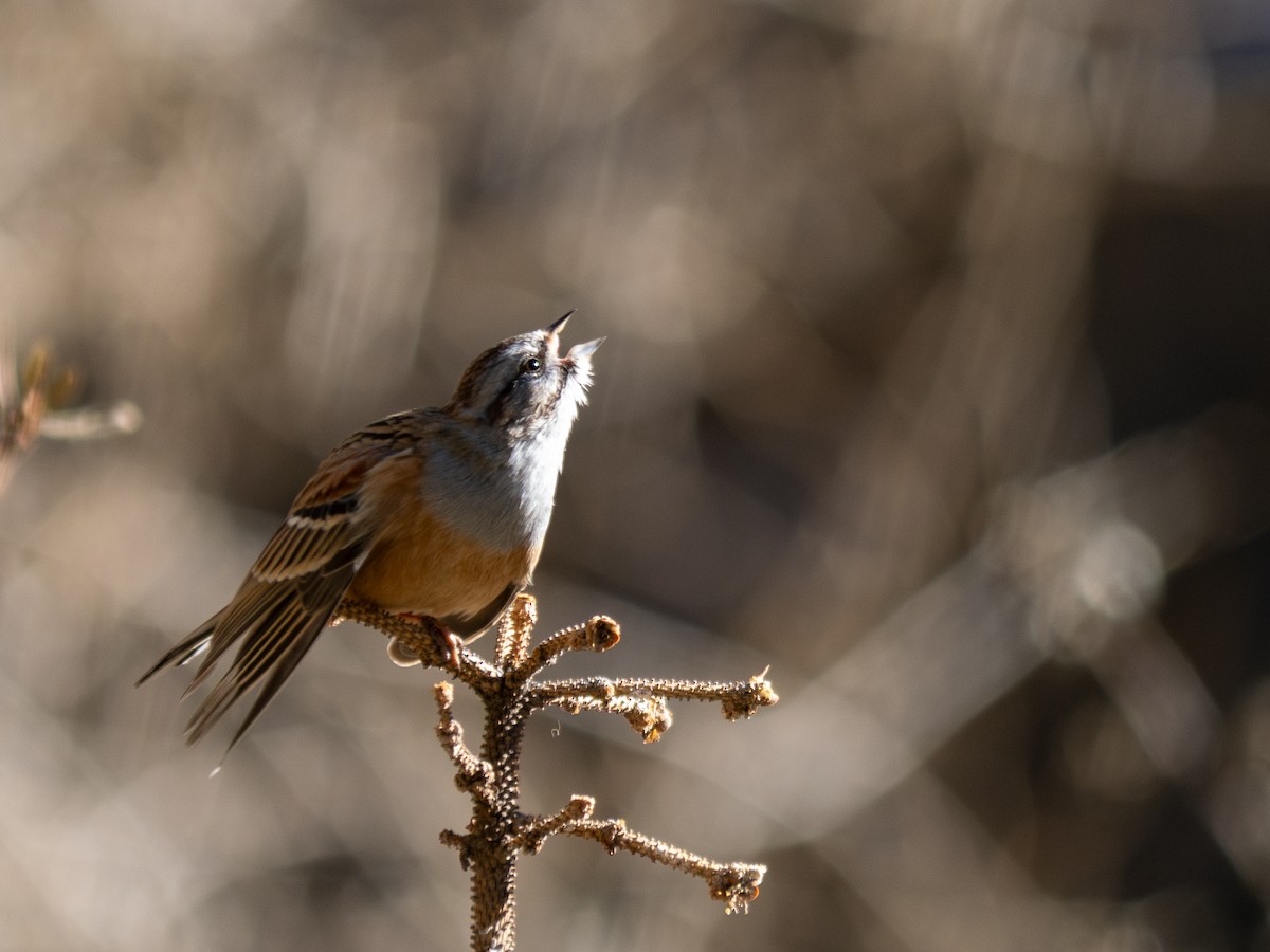Godlewski's Bunting - ML647069740
