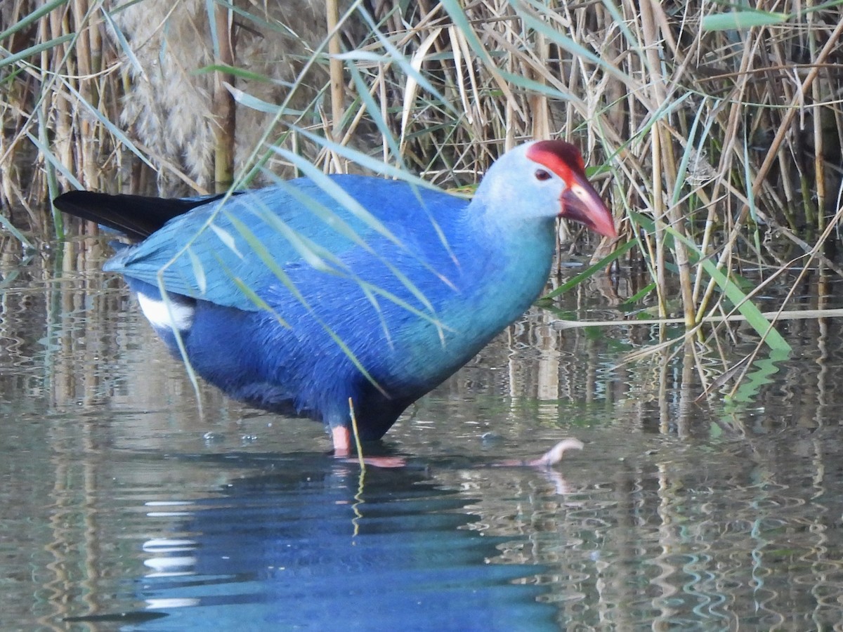 Gray-headed Swamphen - ML647069741