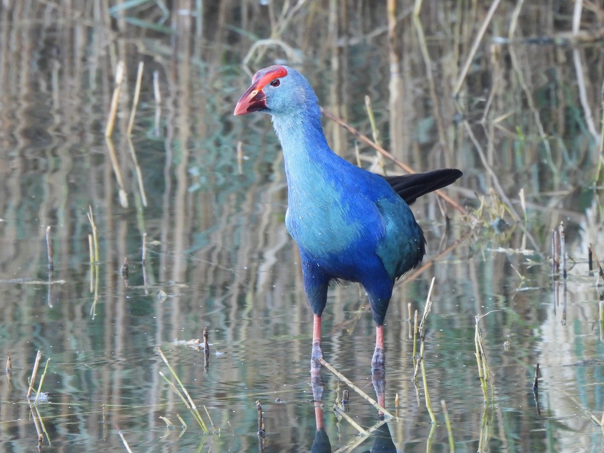 Gray-headed Swamphen - ML647069742