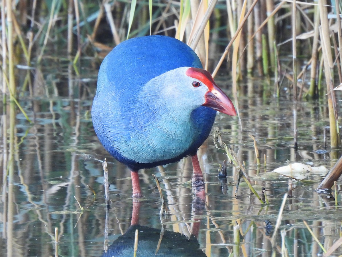 Gray-headed Swamphen - ML647069743