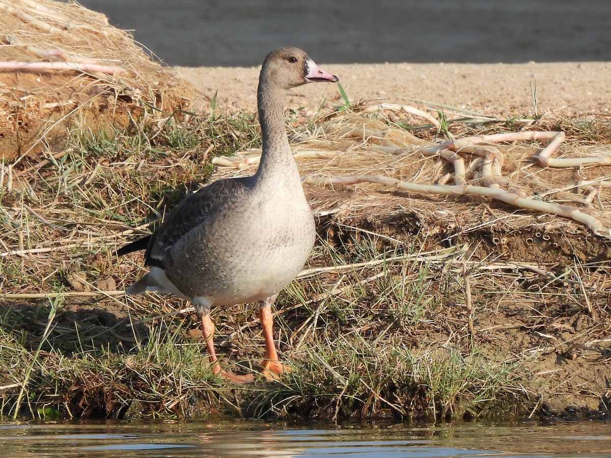 Greater White-fronted Goose - ML647069746