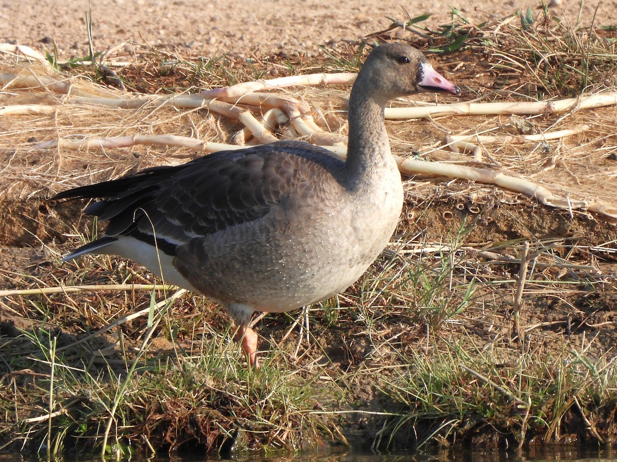 Greater White-fronted Goose - ML647069747