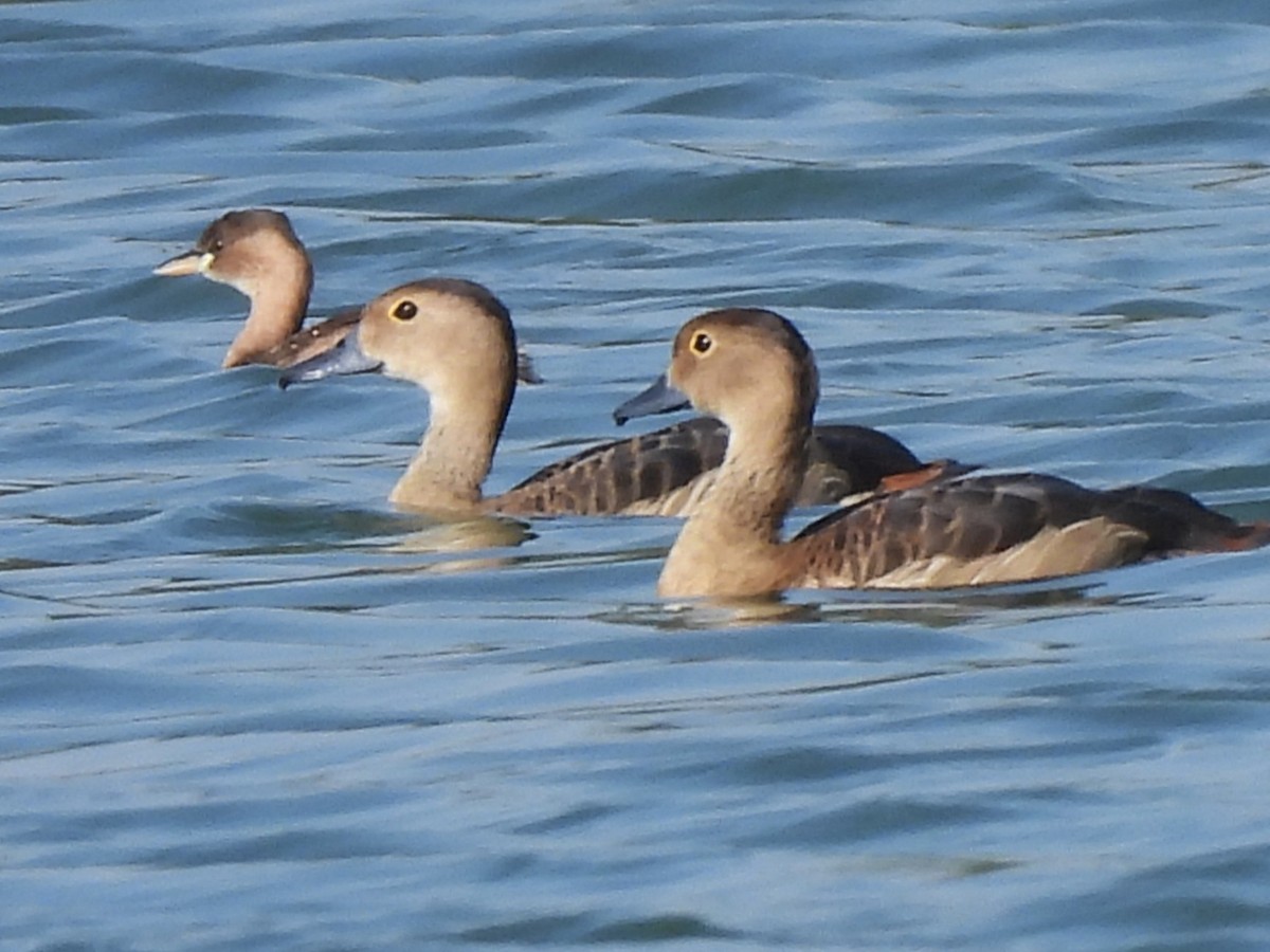 Lesser Whistling-Duck - ML647069752