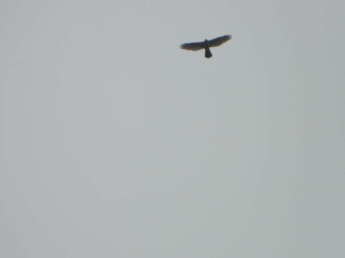 Shikra - ML647069755