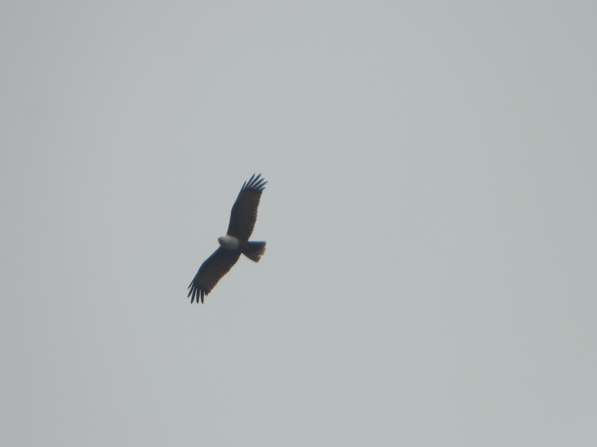 Brahminy Kite - ML647069758