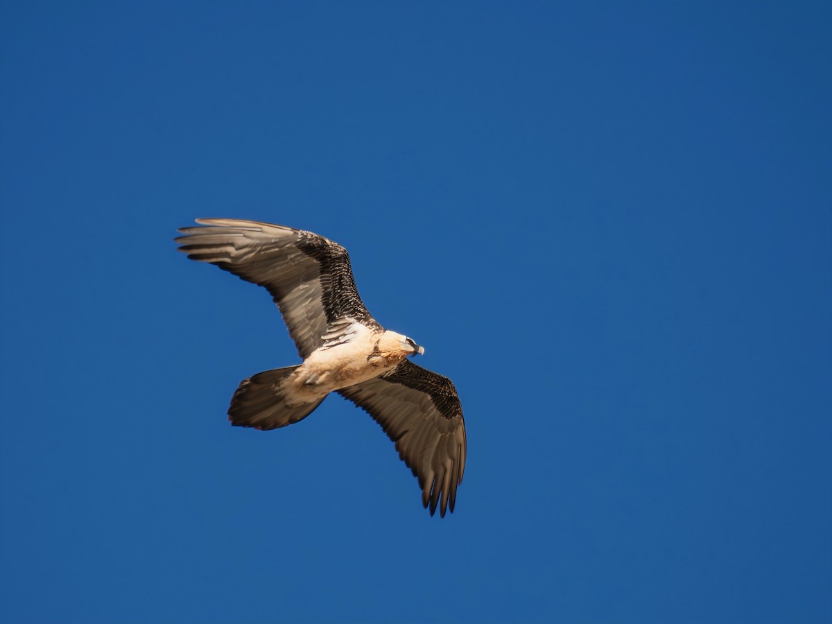 Bearded Vulture (Eurasian) - ML647069766
