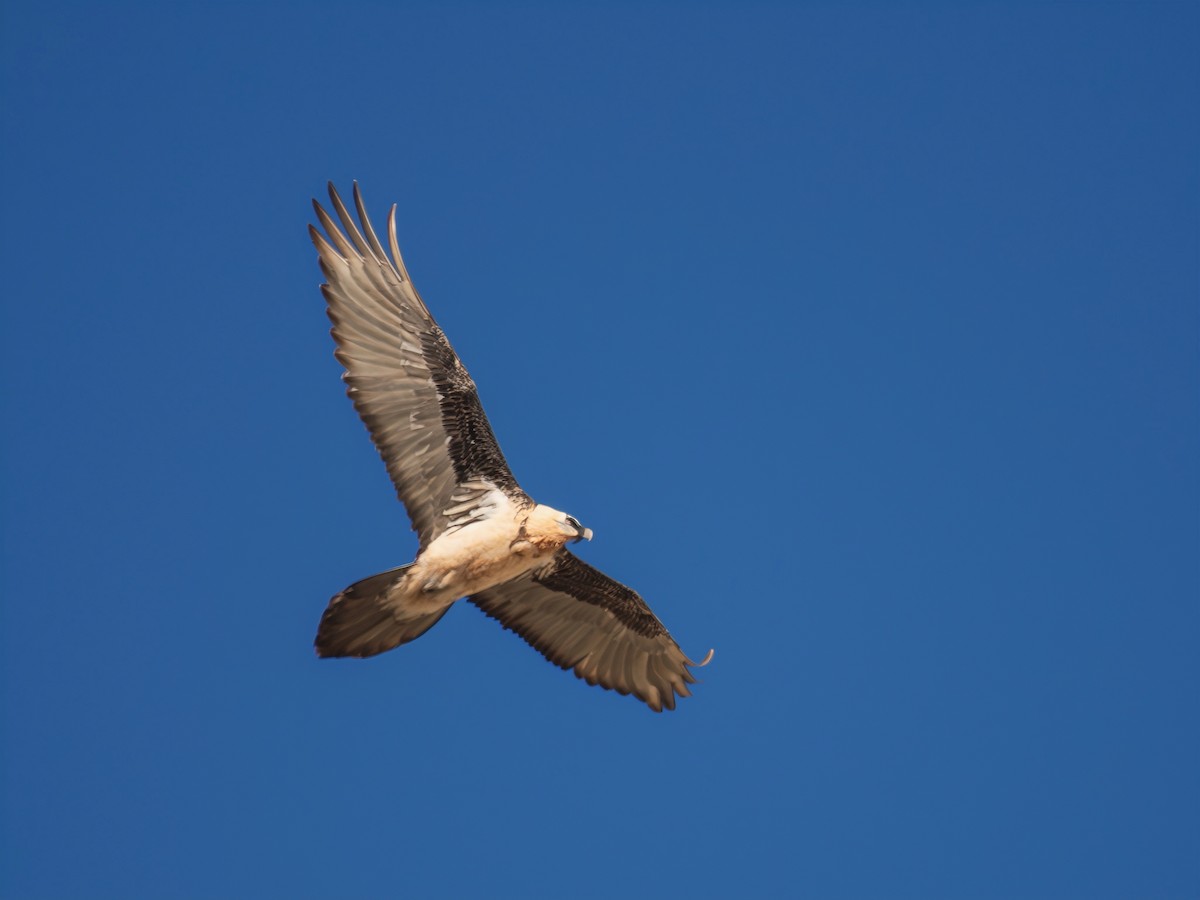 Bearded Vulture (Eurasian) - ML647069767