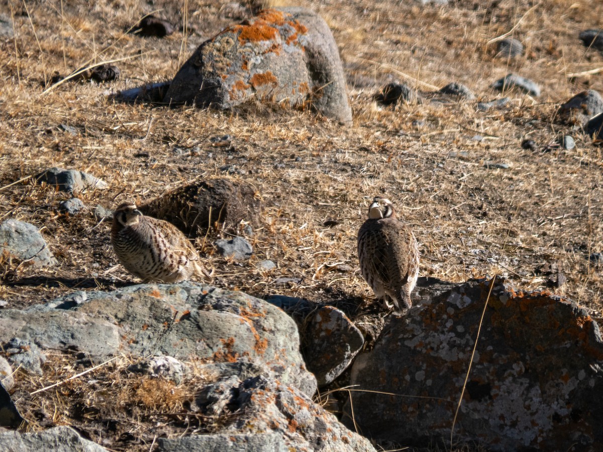 Tibetan Partridge - ML647069769