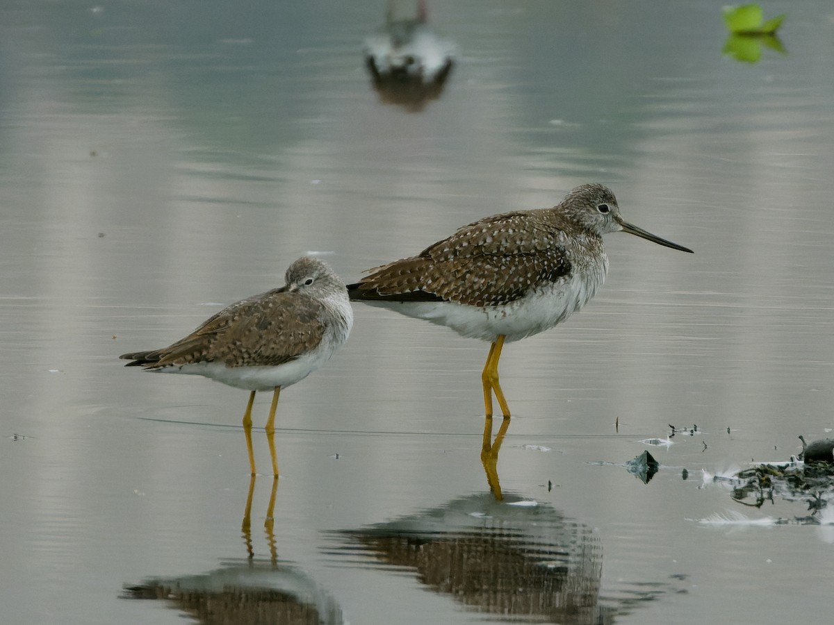 Greater Yellowlegs - ML647069771