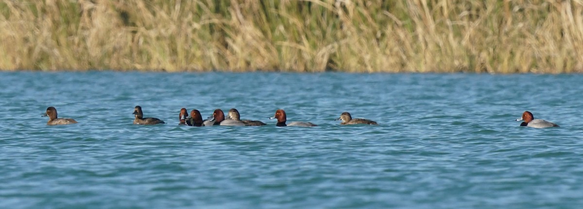 Redhead - ML647069773