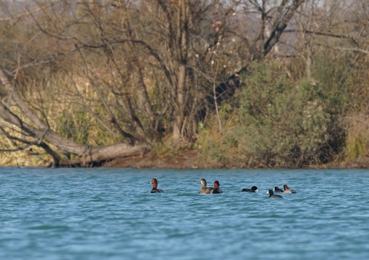 Redhead - ML647069774