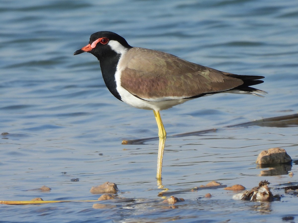 Red-wattled Lapwing - ML647069780