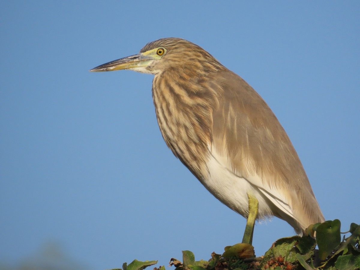 Indian Pond-Heron - ML647069781
