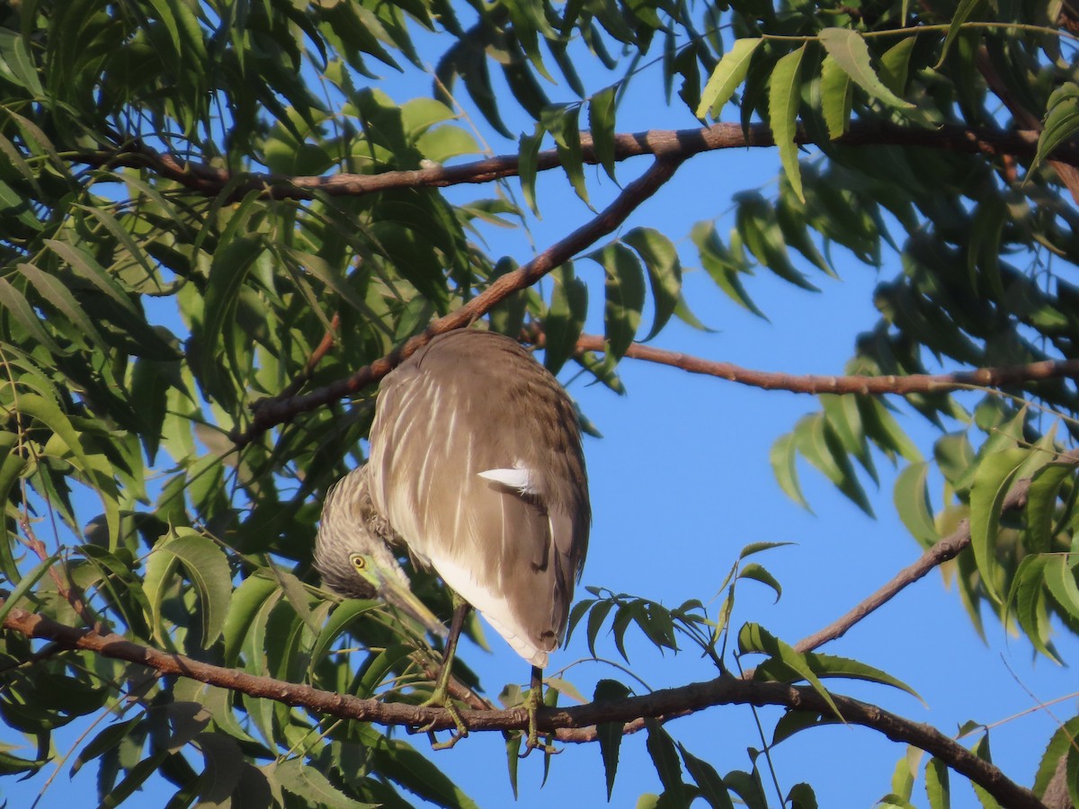 Indian Pond-Heron - ML647069782