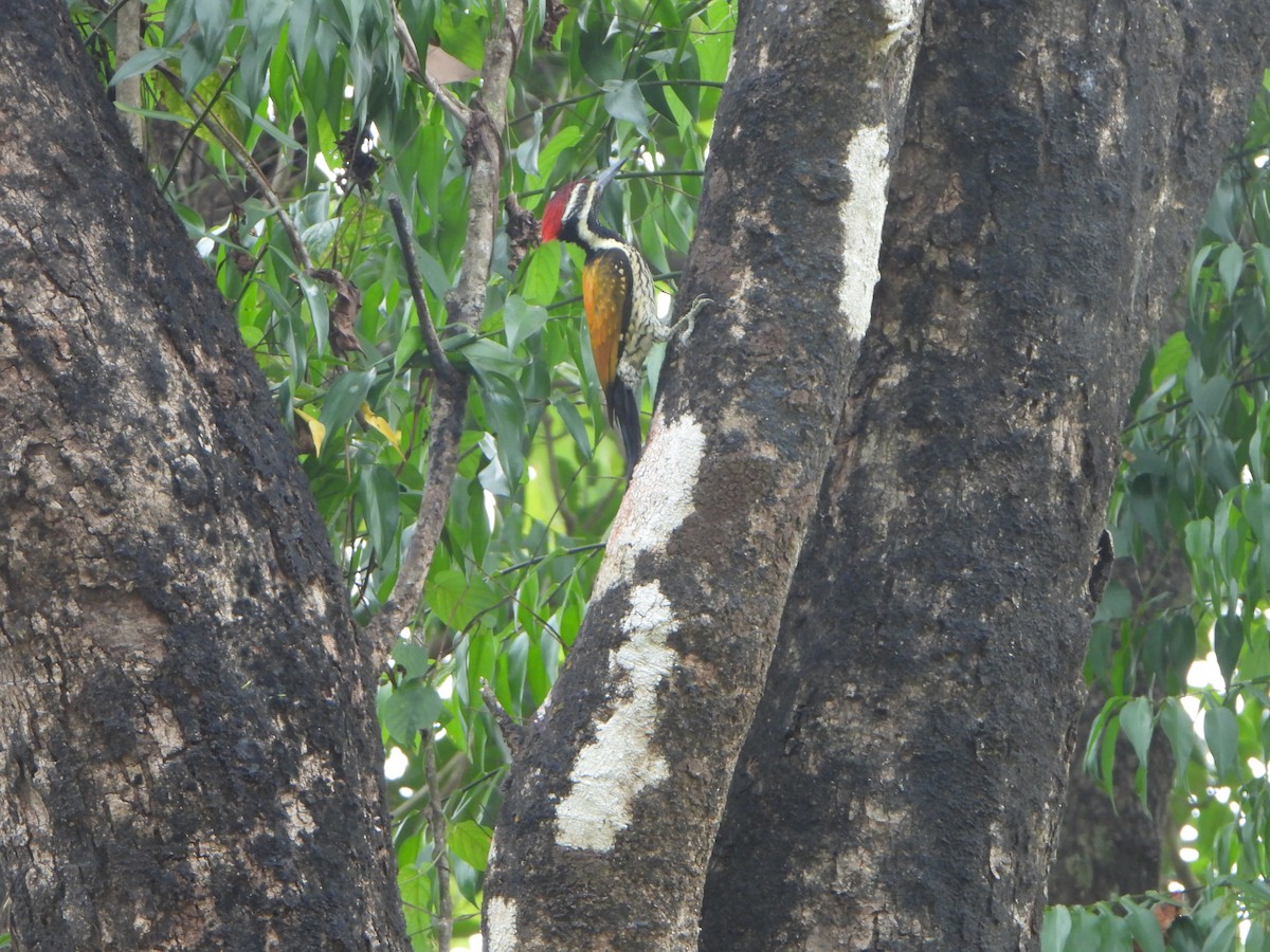 Black-rumped Flameback - ML647069783