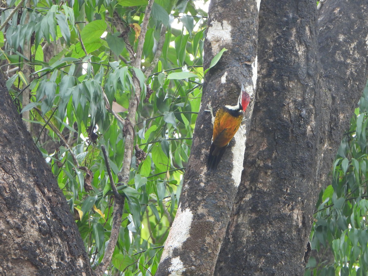 Black-rumped Flameback - ML647069785