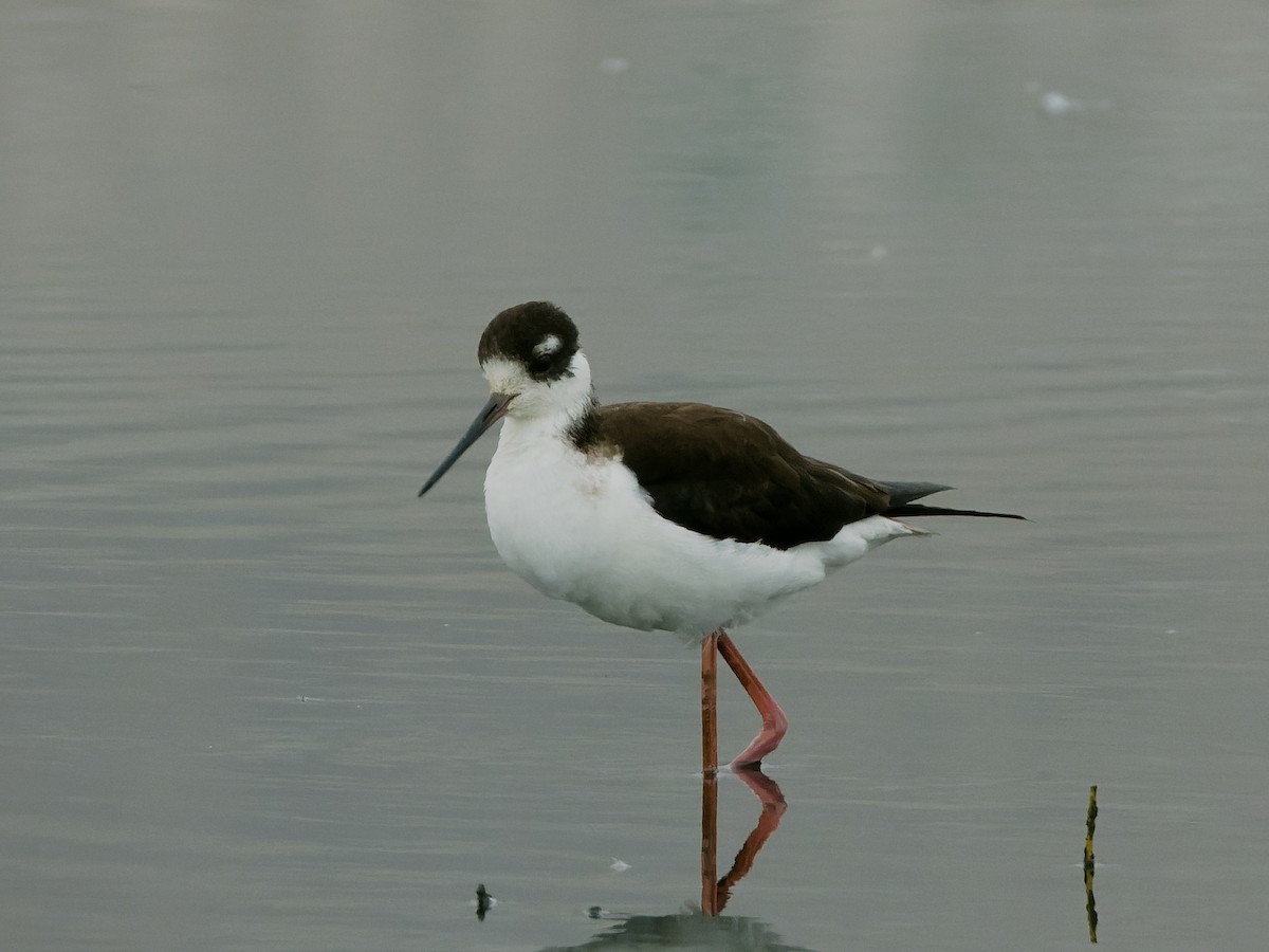 Black-necked Stilt - ML647069786