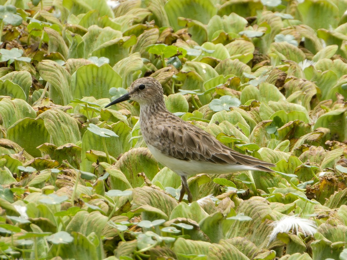 Least Sandpiper - ML647069793