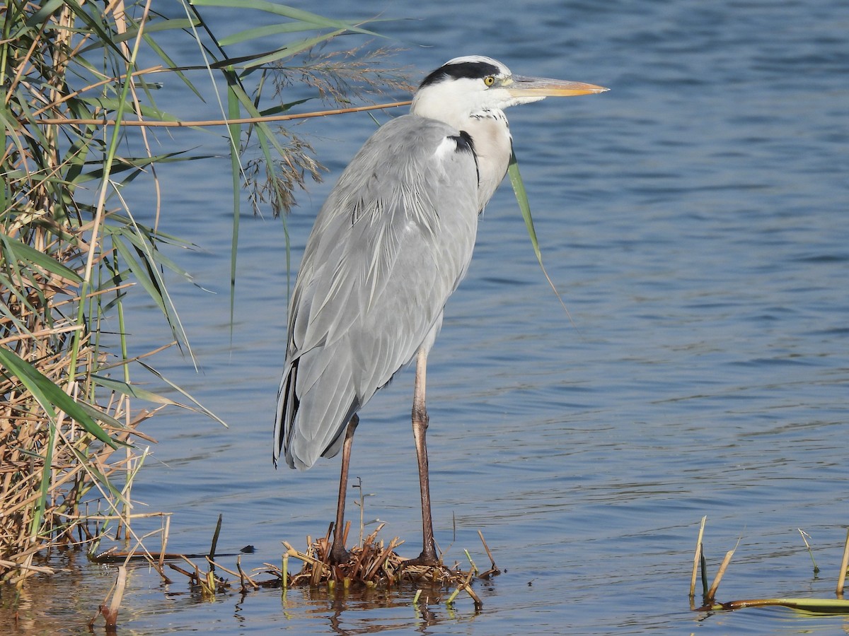 Gray Heron (Gray) - ML647069794