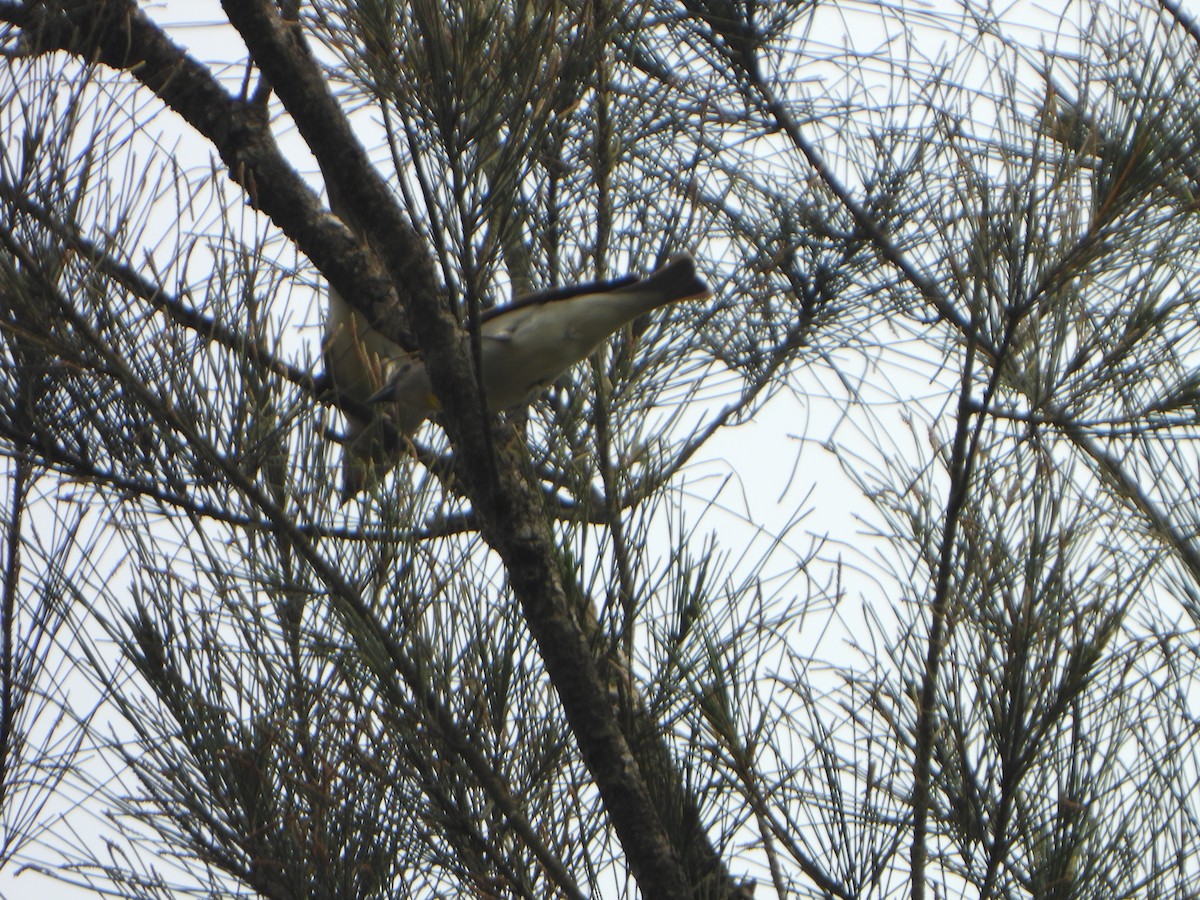 Yellow-throated Sparrow - ML647069797