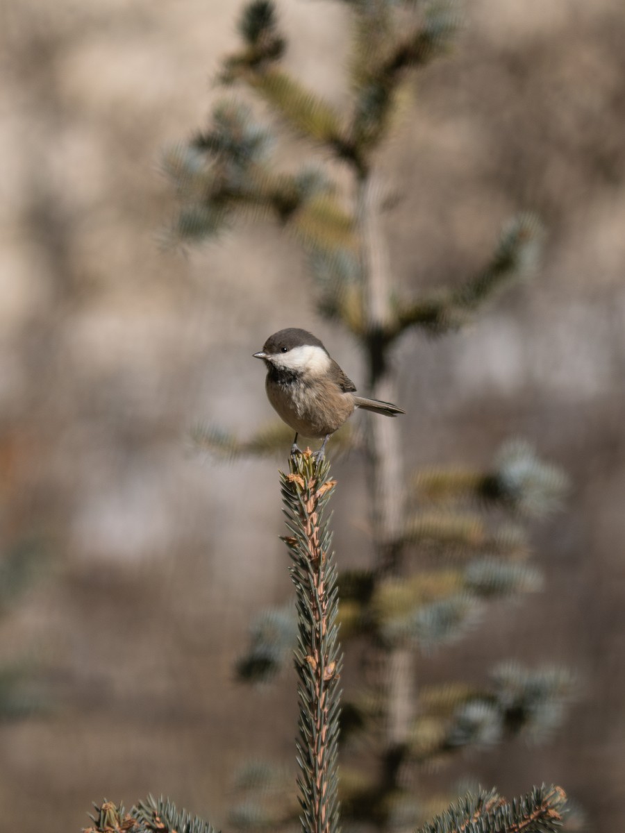 Willow Tit - ML647069798