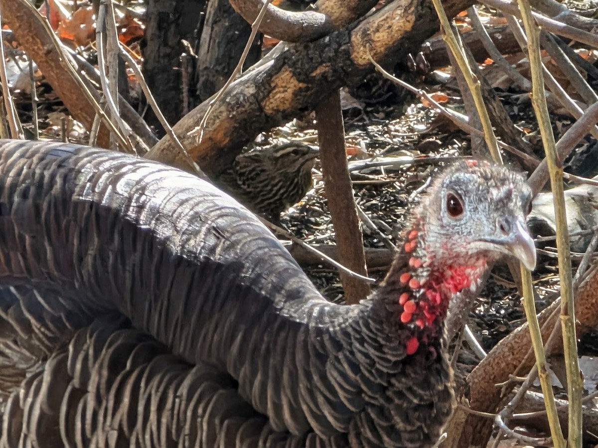 シチメンチョウ - ML647069802