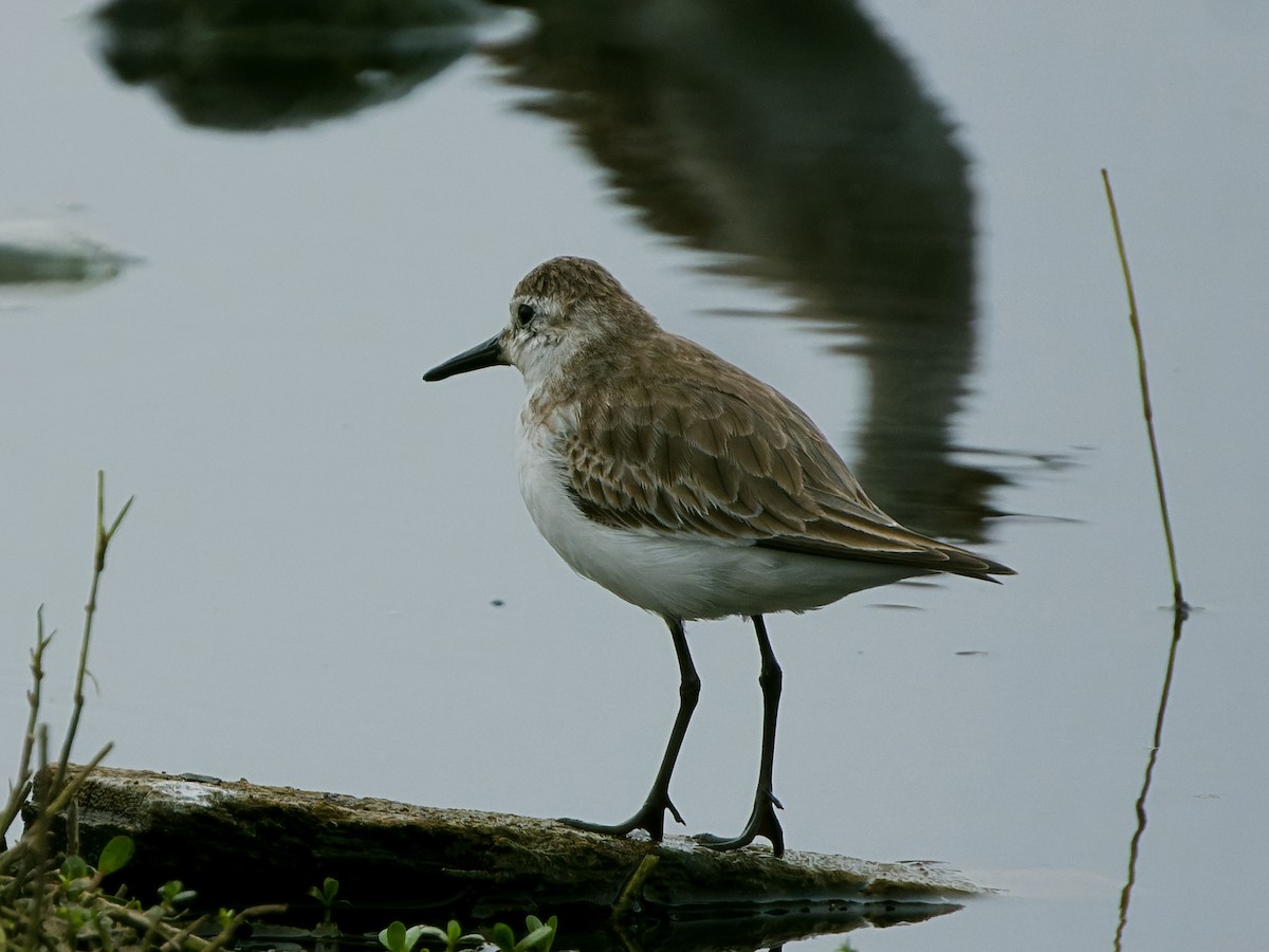 Semipalmated Sandpiper - ML647069803