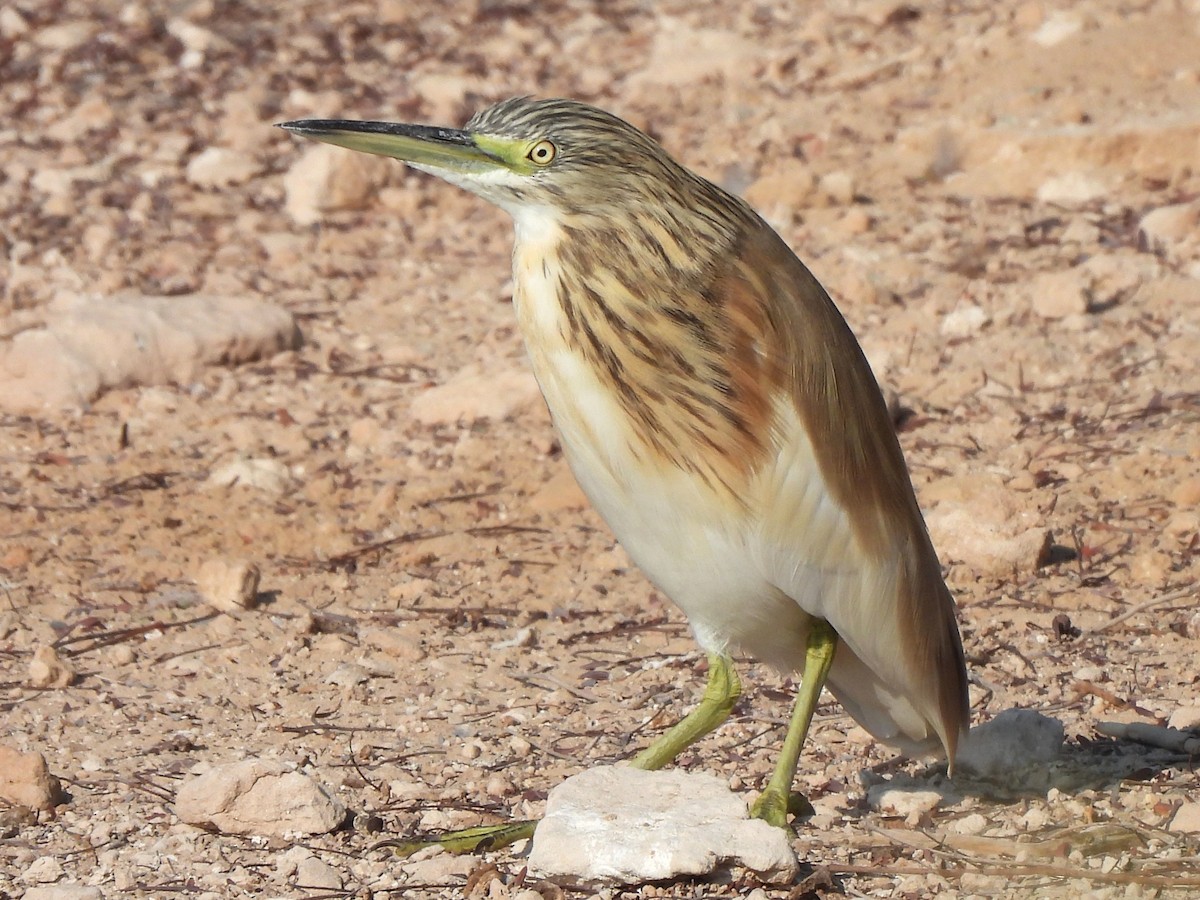Squacco Heron - ML647069810