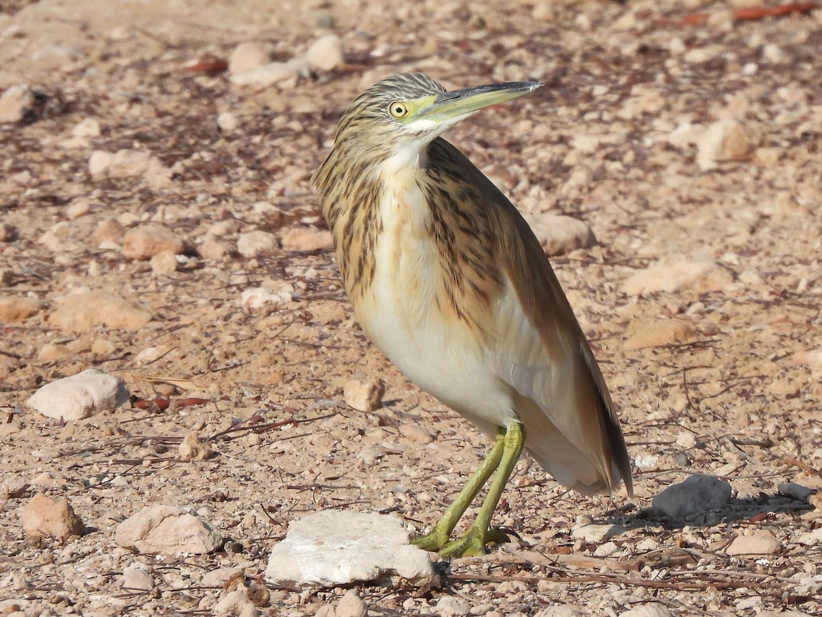 Squacco Heron - ML647069811