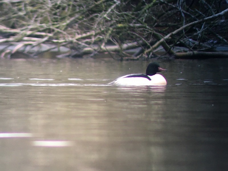 Grand Harle - ML647069812