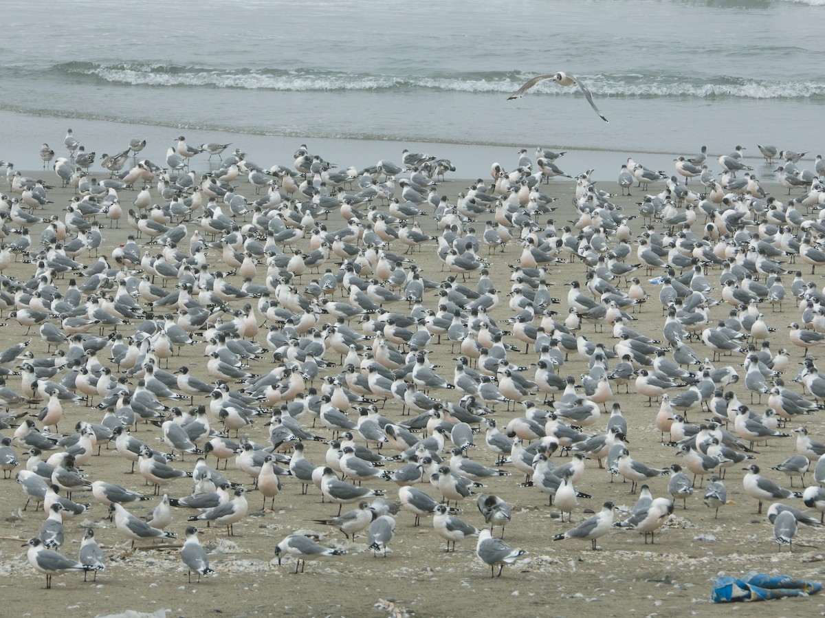 弗氏鷗 - ML647069814