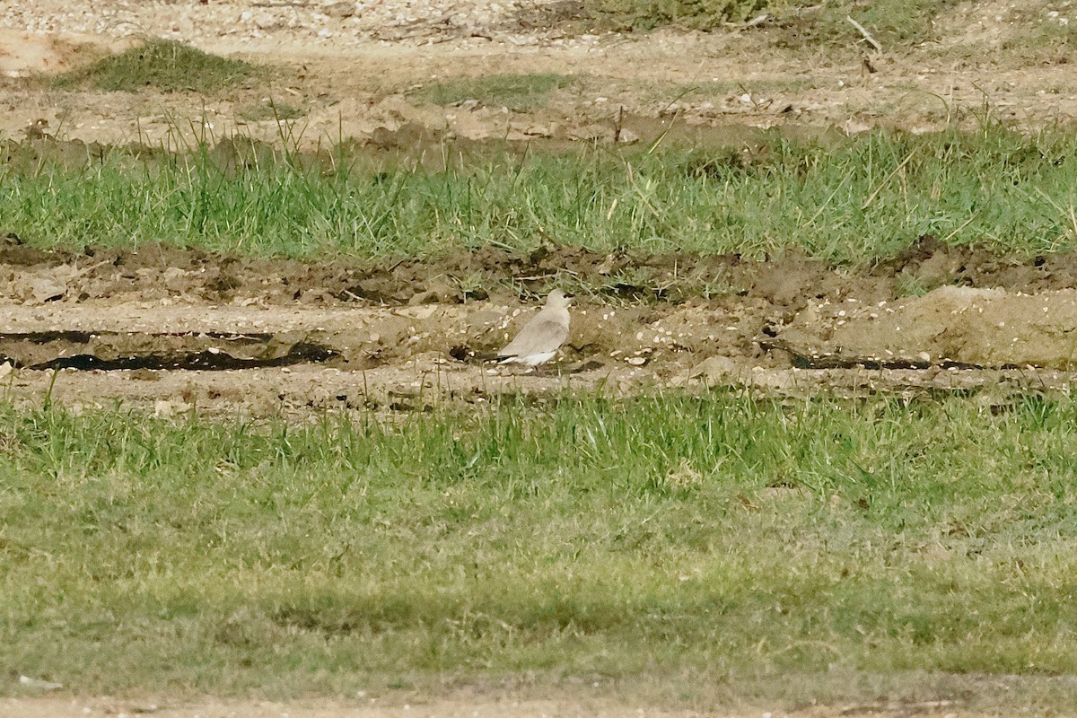 Small Pratincole - ML647069815
