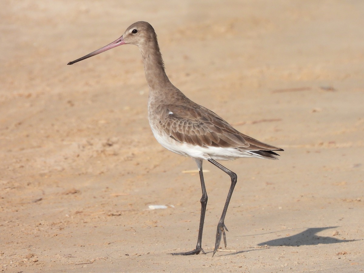 Black-tailed Godwit (European) - ML647069821