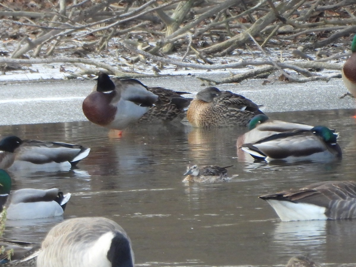 Garganey - ML647069822