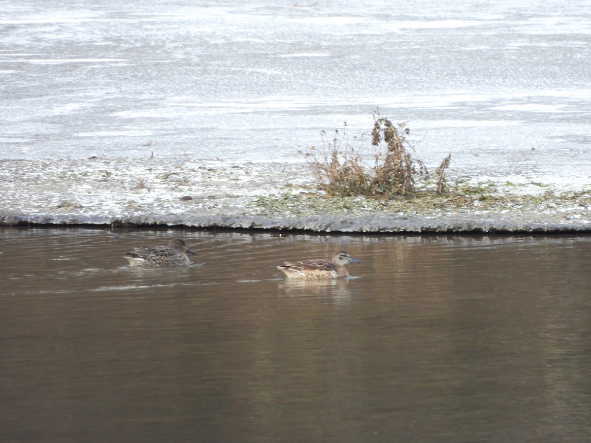 Garganey - ML647069823