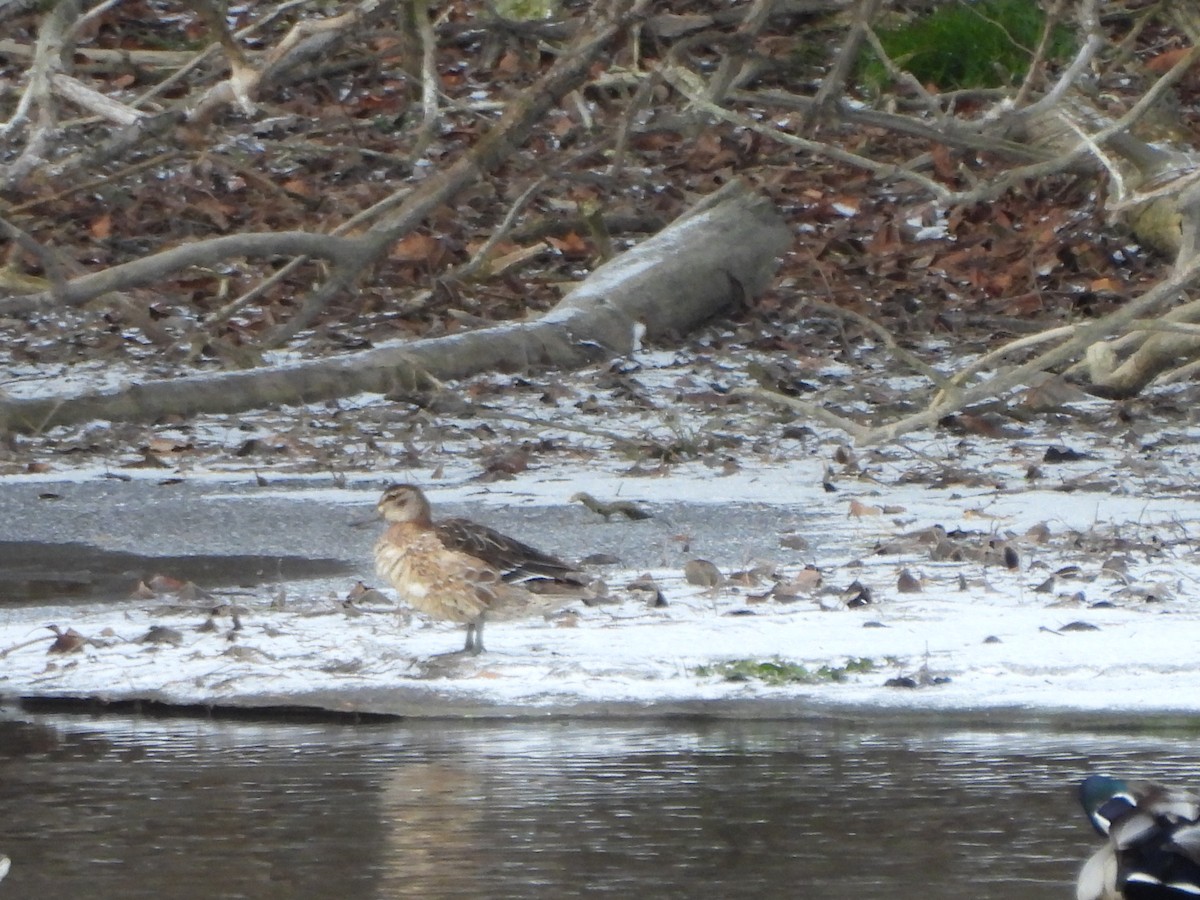 Garganey - ML647069825