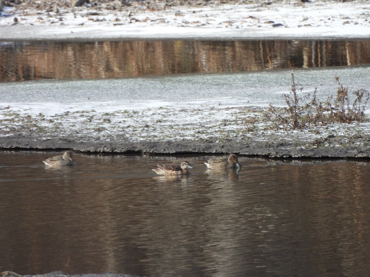 Garganey - ML647069826