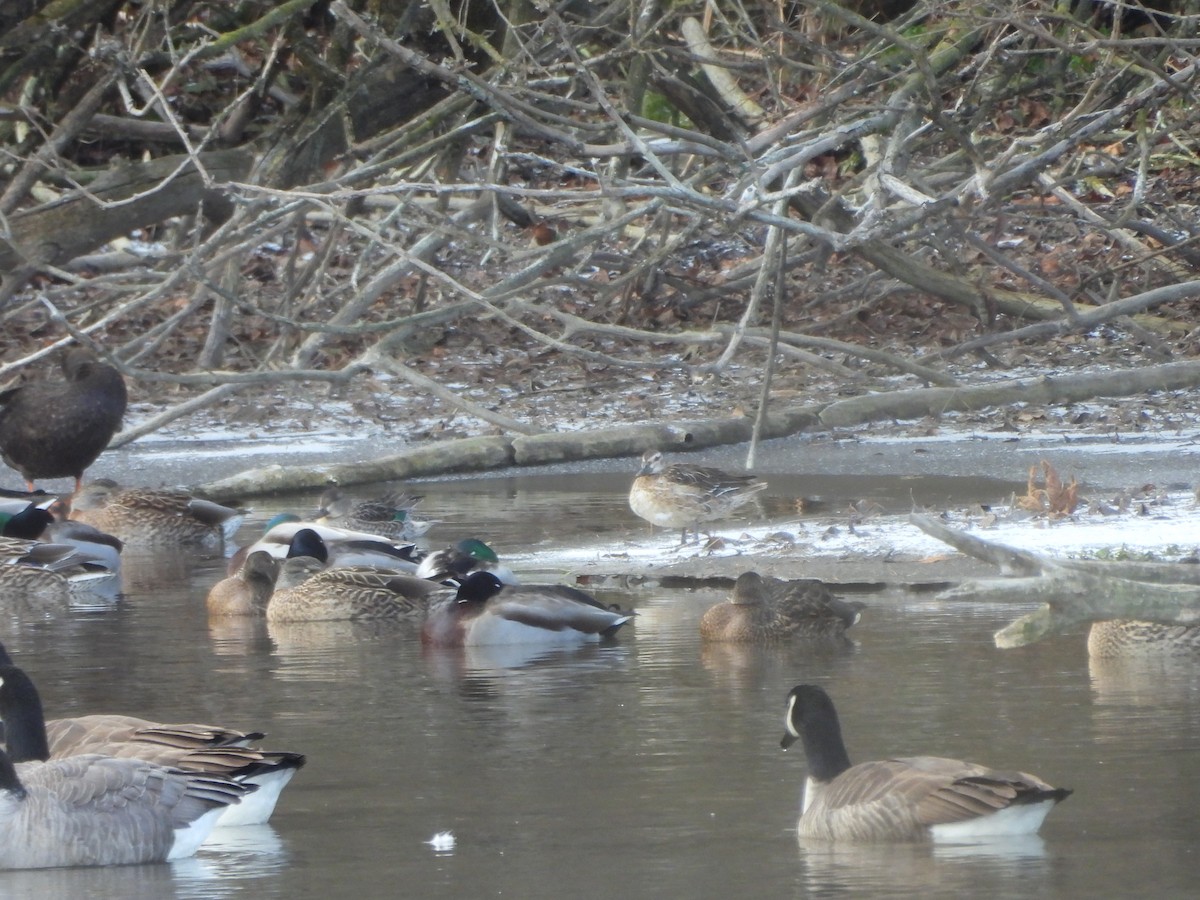 Garganey - ML647069828
