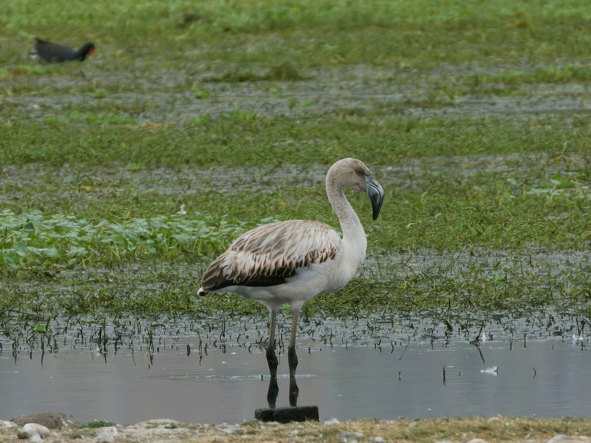 Chilean Flamingo - ML647069831