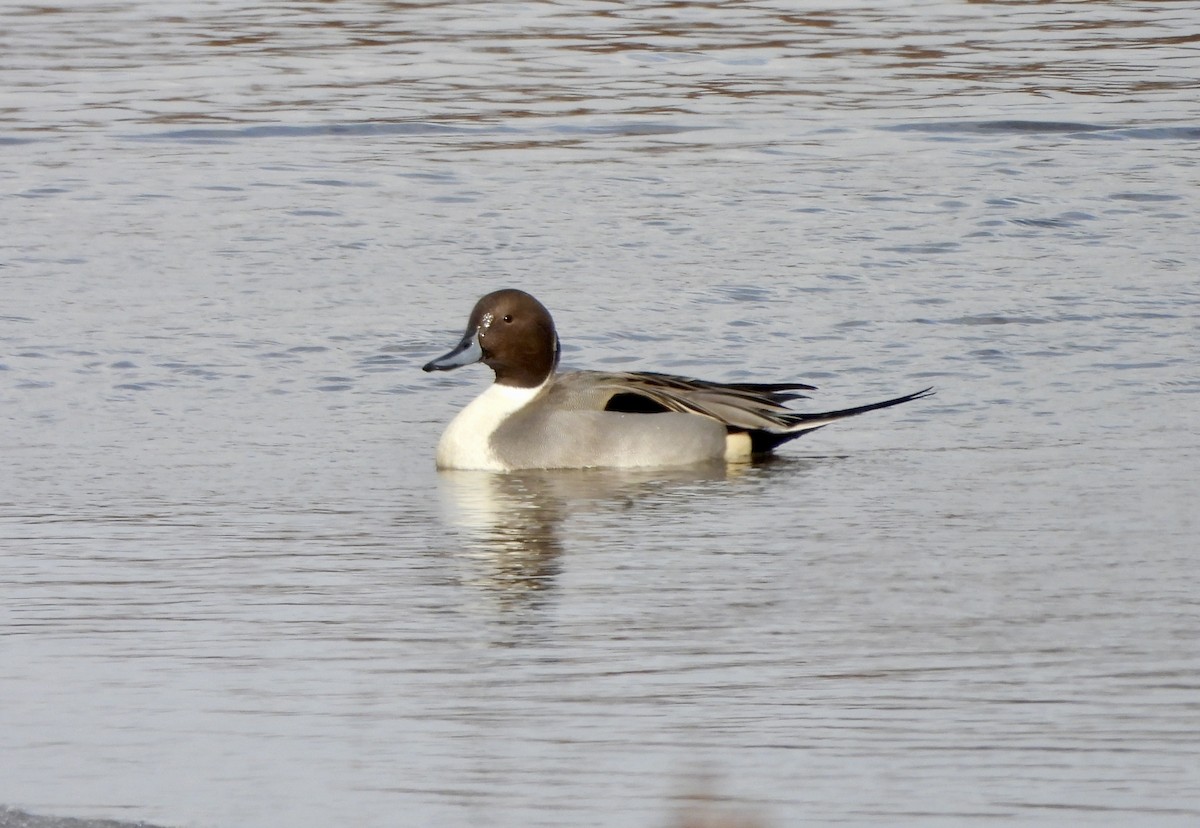 Northern Pintail - ML647069832
